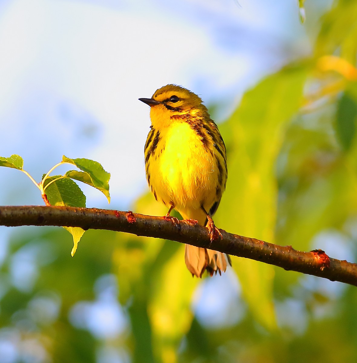 Prairie Warbler - ML101282441