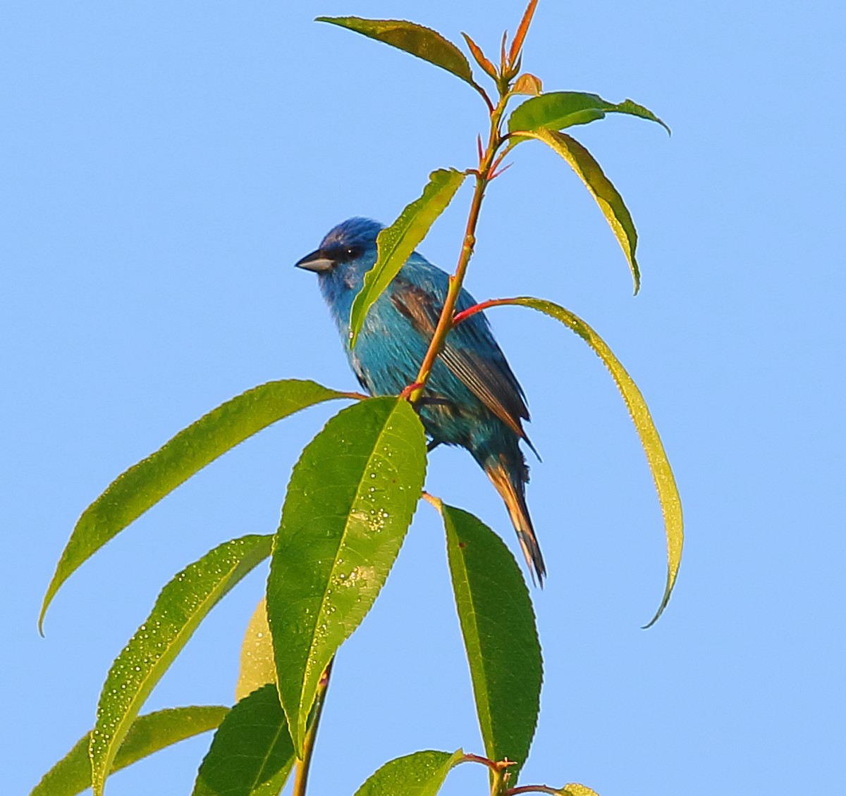 Indigo Bunting - ML101282451