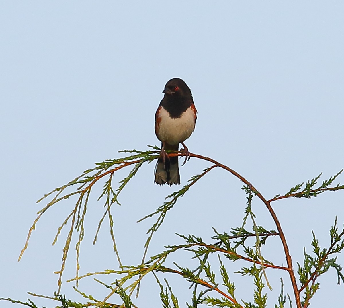Eastern Towhee - ML101282461