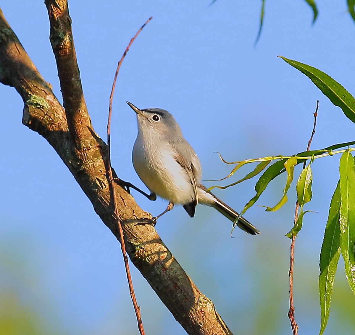 Blue-gray Gnatcatcher - ML101282521