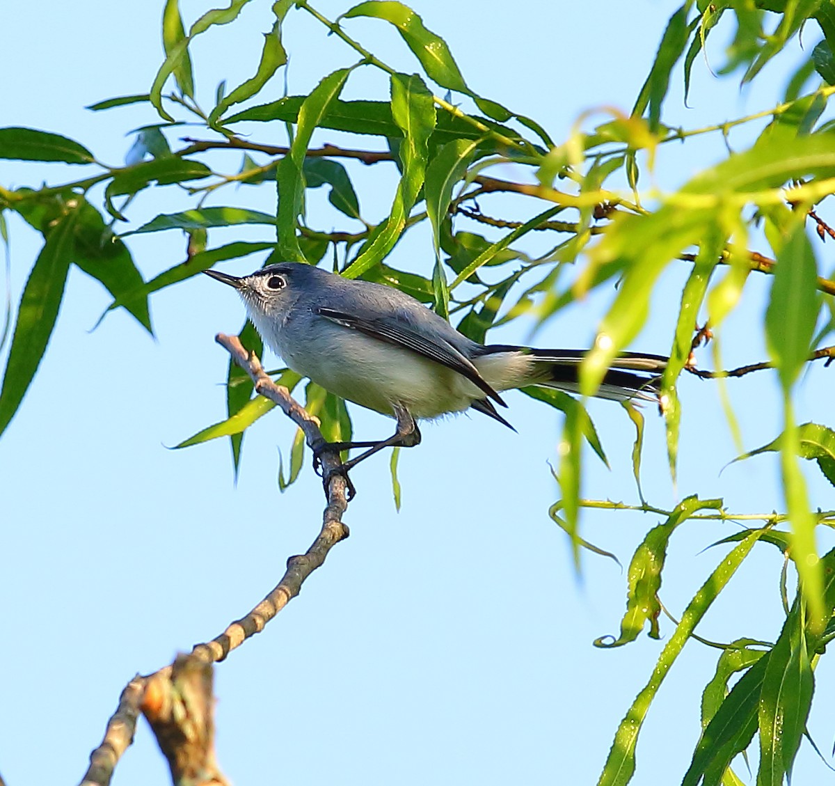 Blue-gray Gnatcatcher - ML101282531