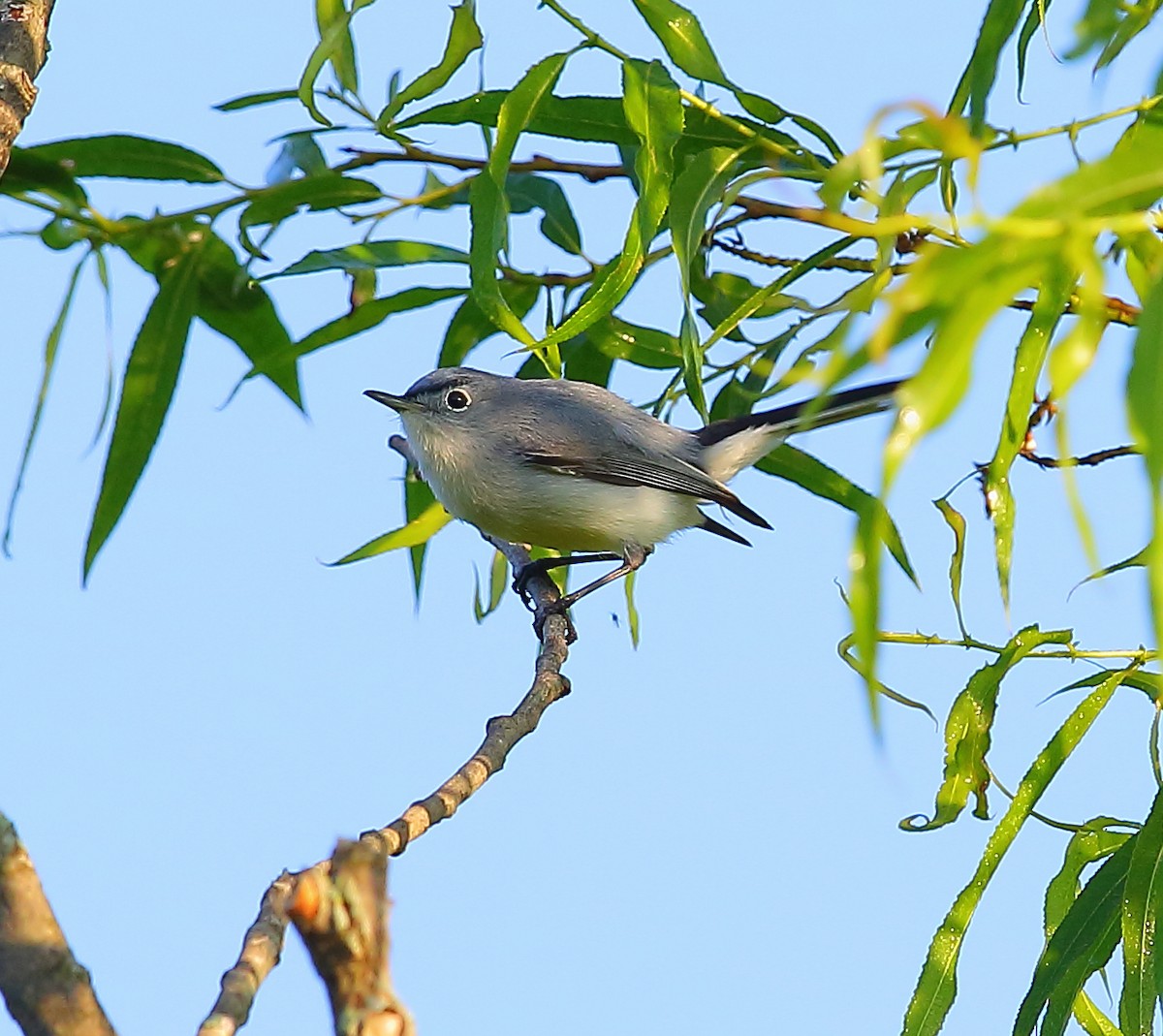 Blue-gray Gnatcatcher - ML101282541