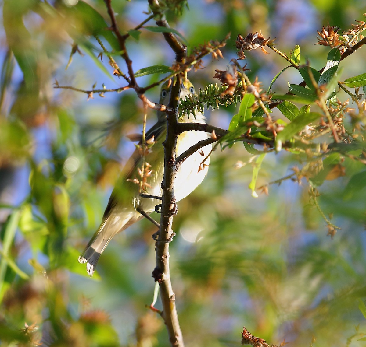 White-eyed Vireo - ML101282561