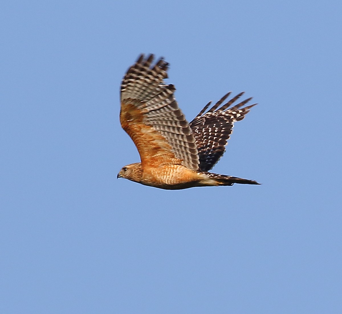 Red-shouldered Hawk - ML101282581