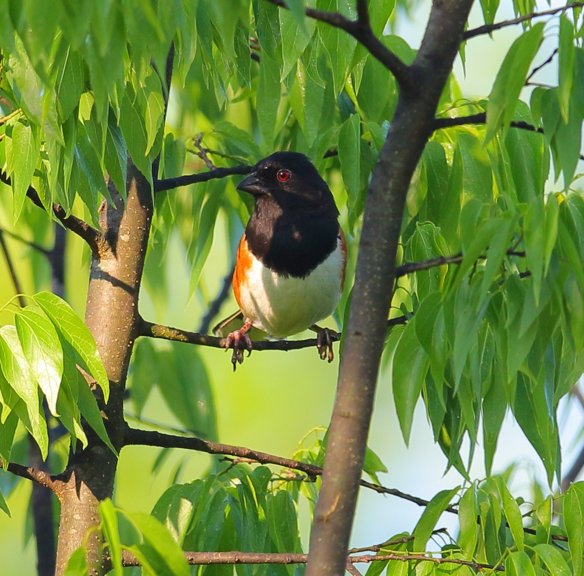 Eastern Towhee - ML101282621