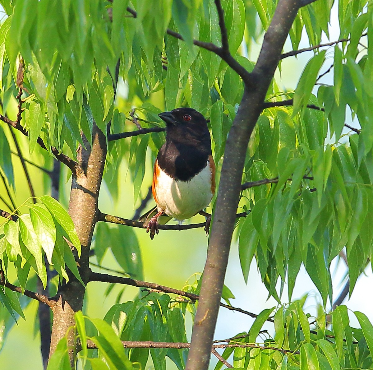 Eastern Towhee - ML101282641