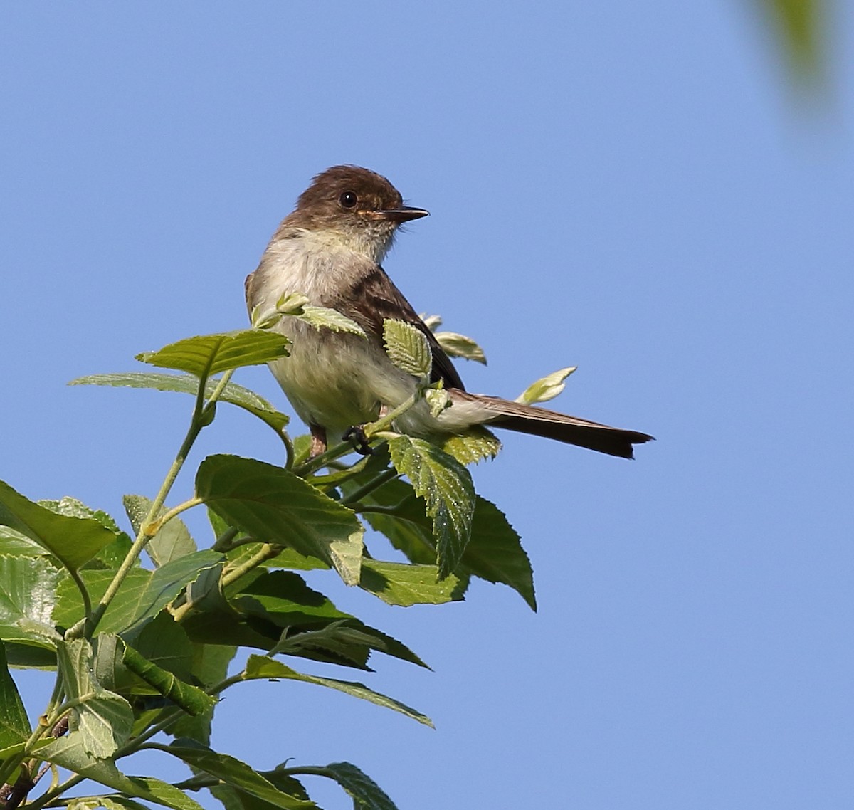 Eastern Phoebe - ML101282741