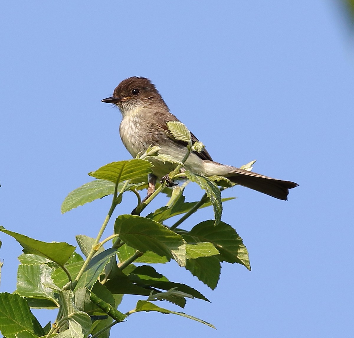 Eastern Phoebe - ML101282751