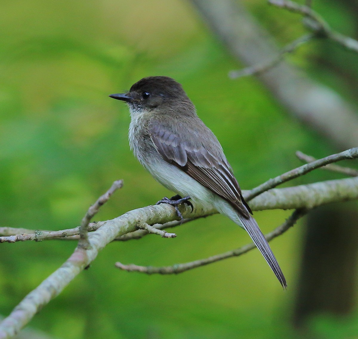 Eastern Phoebe - ML101282761