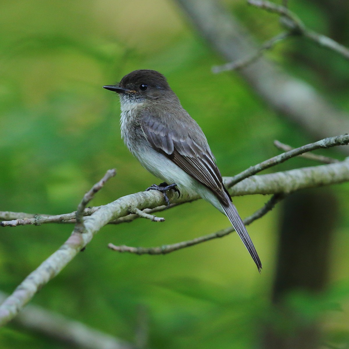 Eastern Phoebe - ML101282771