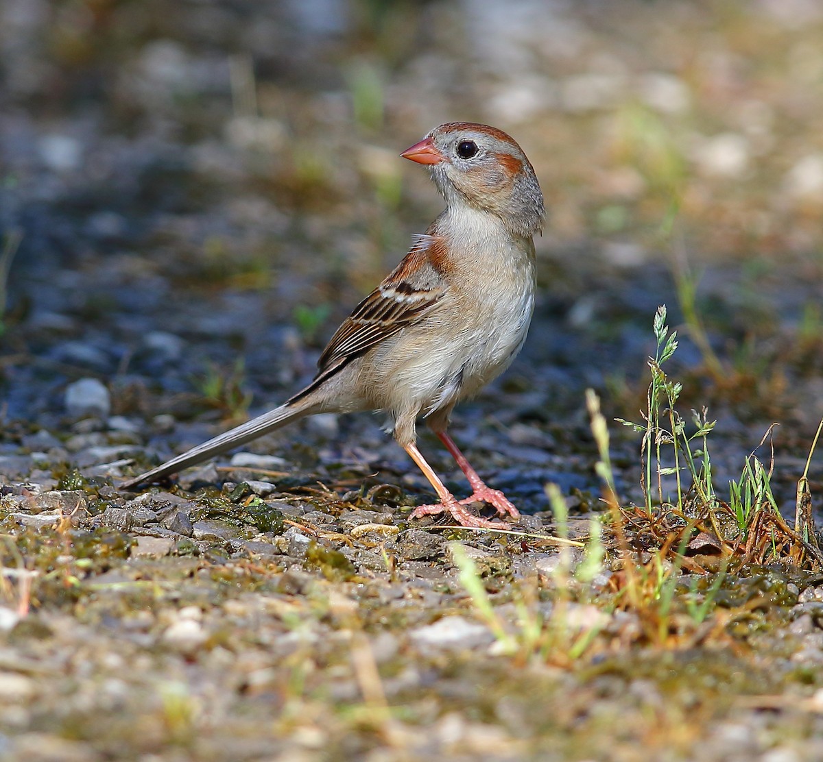 Field Sparrow - ML101282801