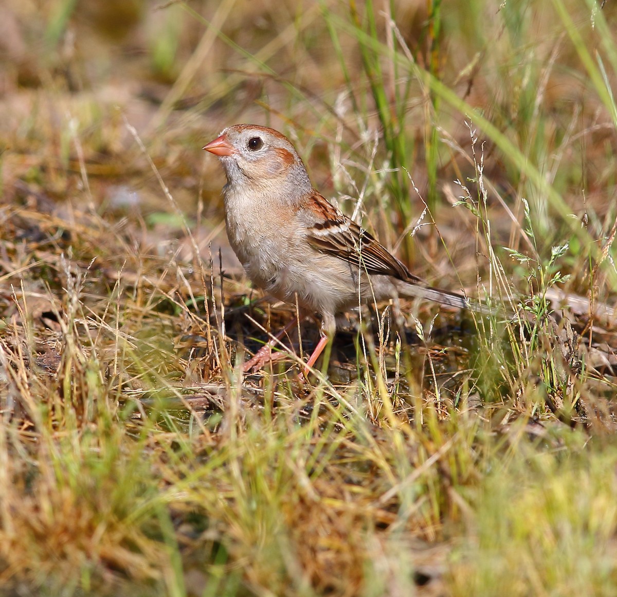 Field Sparrow - ML101282821