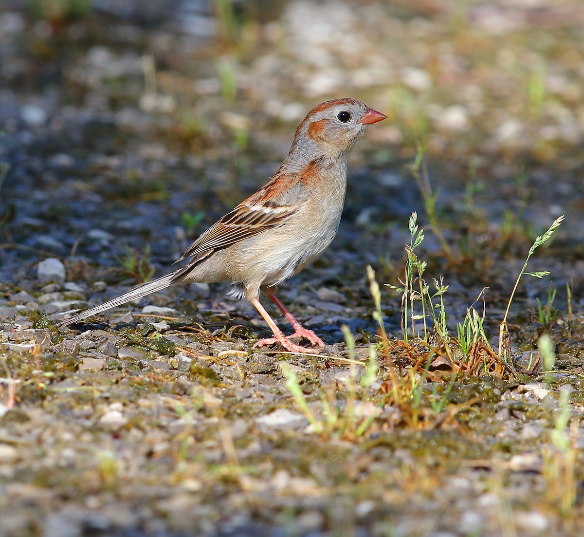Field Sparrow - ML101282901