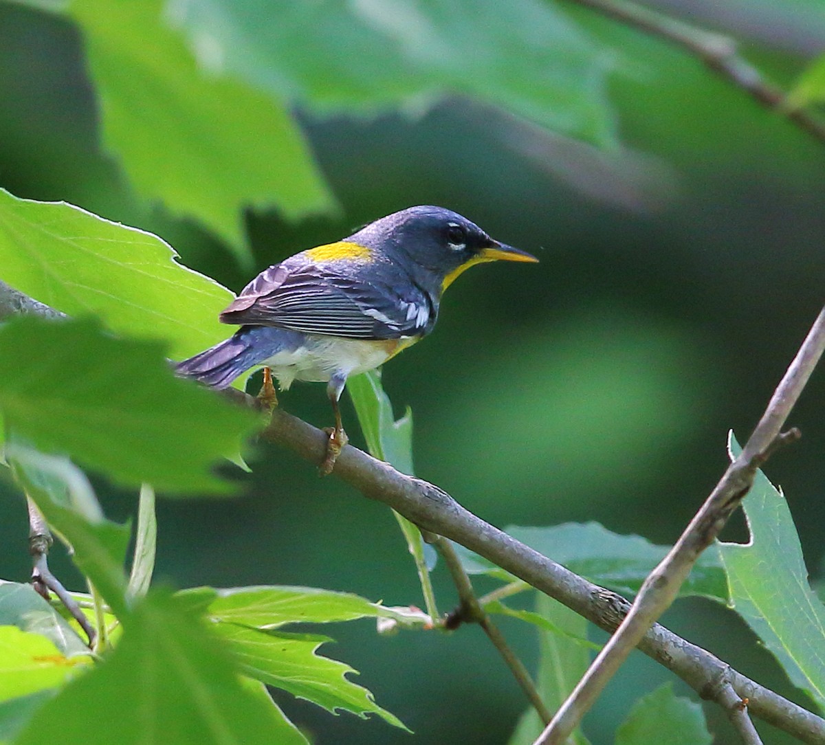 Northern Parula - ML101282921