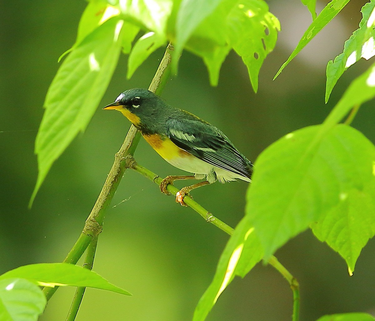 Northern Parula - ML101282931