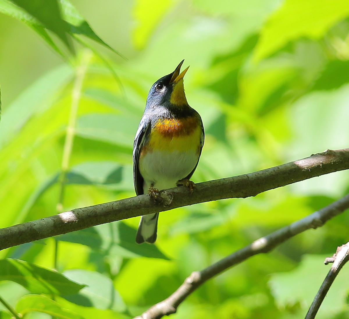 Northern Parula - ML101282941