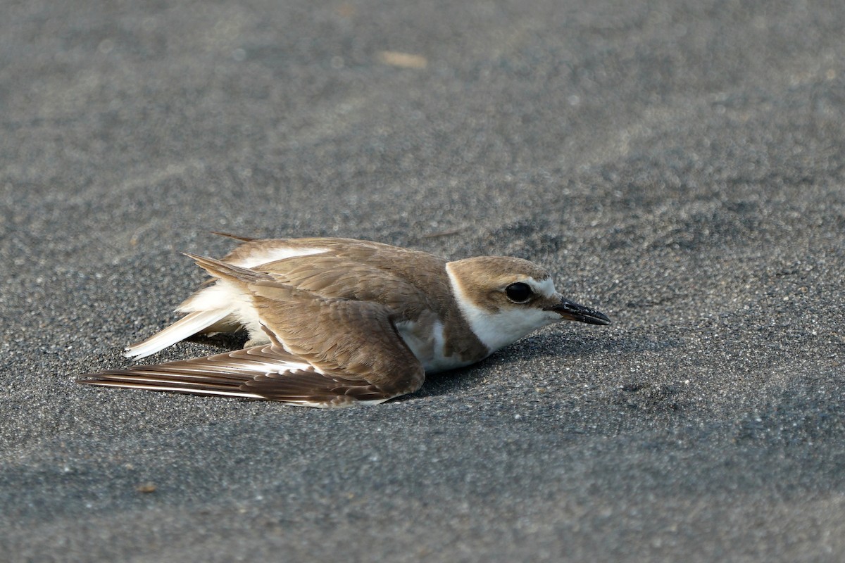 Kentish Plover - JingZu Tu