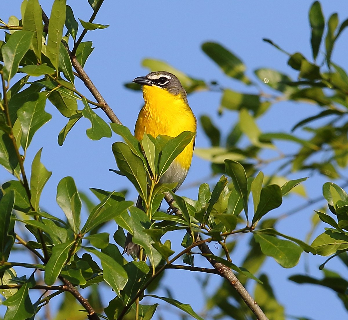 Yellow-breasted Chat - ML101283001