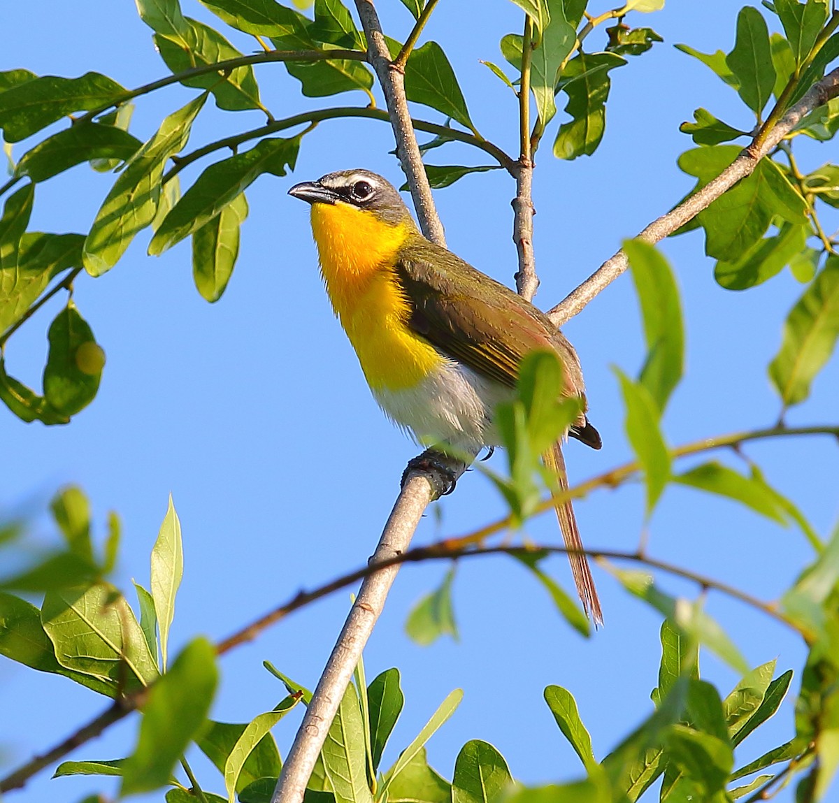 Yellow-breasted Chat - ML101283011