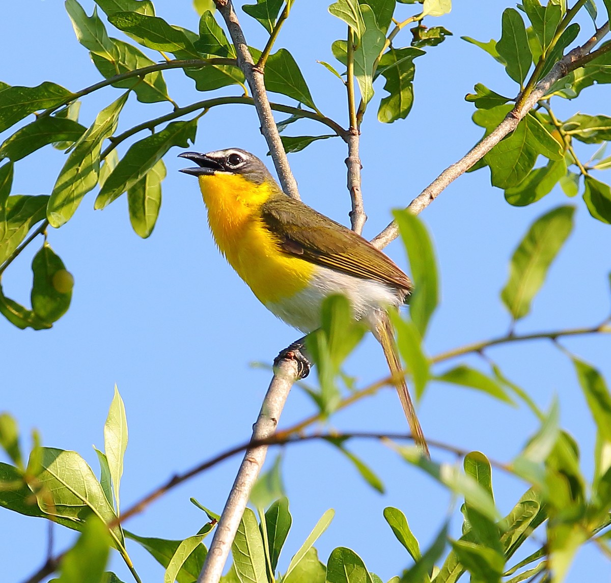 Yellow-breasted Chat - ML101283021