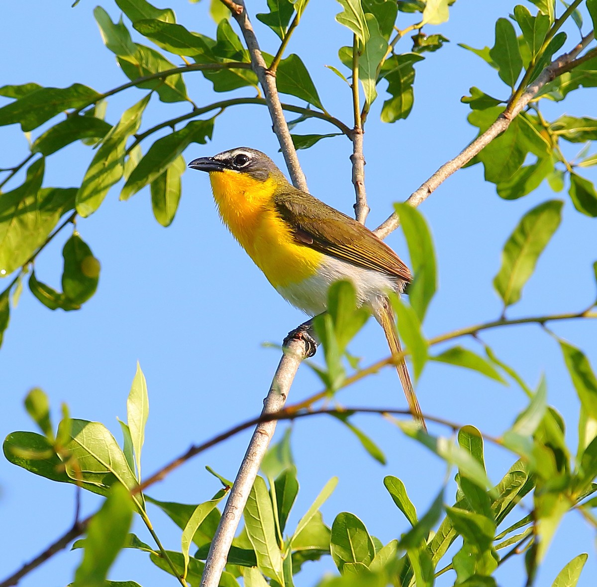 Yellow-breasted Chat - ML101283031