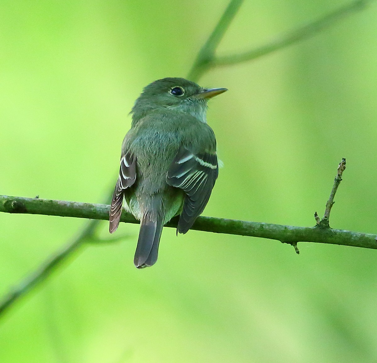 Acadian Flycatcher - ML101283121