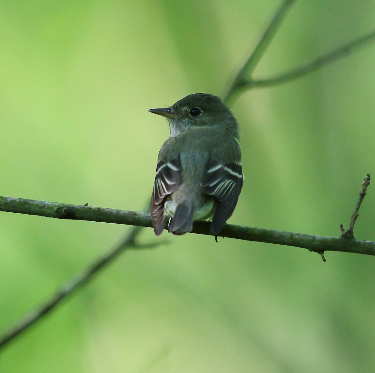 Acadian Flycatcher - ML101283131
