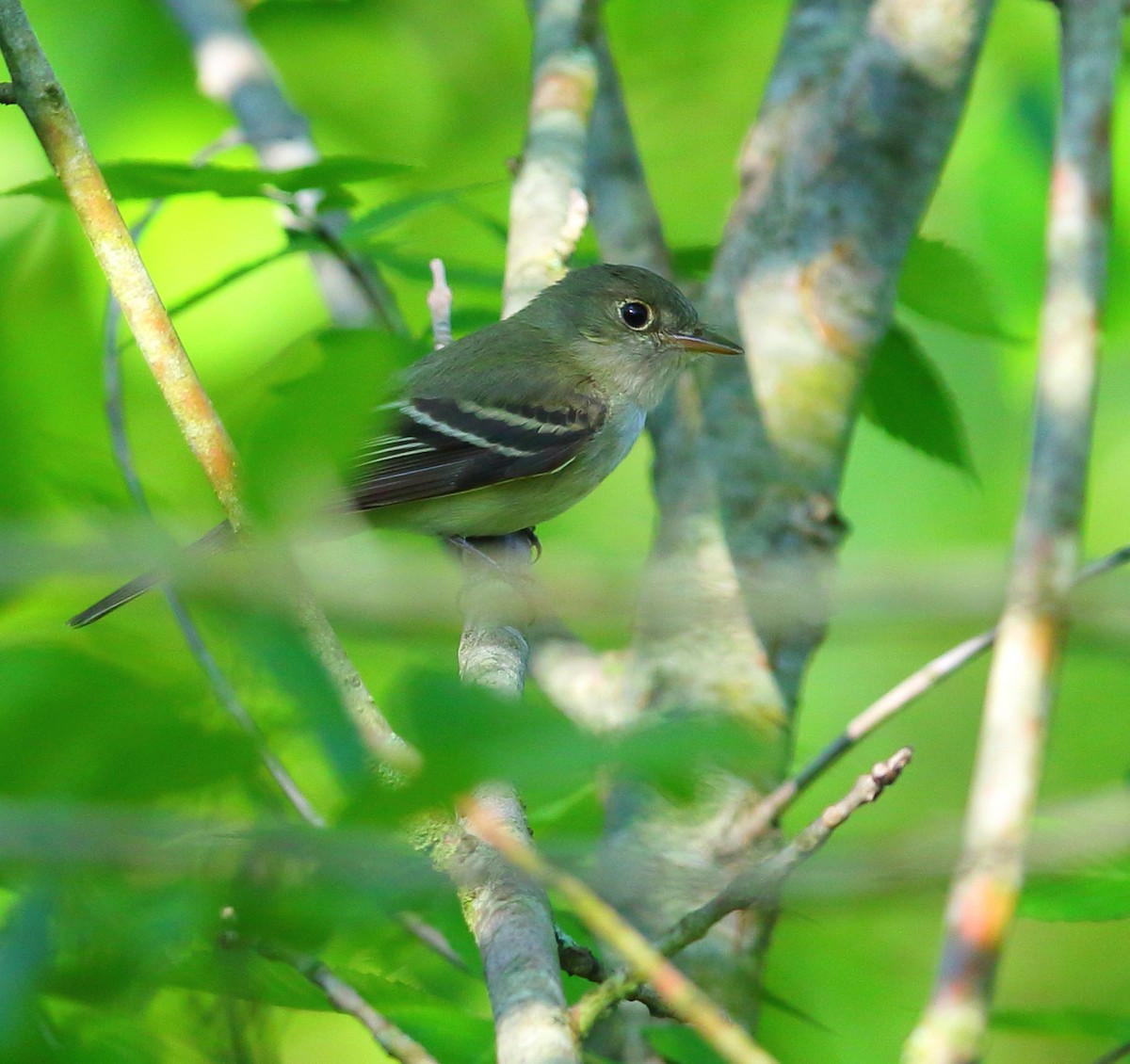 Acadian Flycatcher - ML101283141