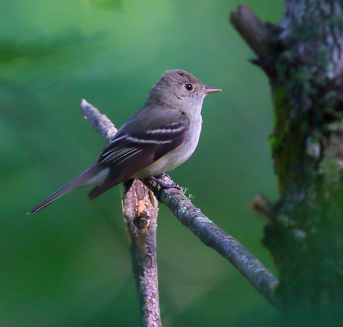 Acadian Flycatcher - ML101283151