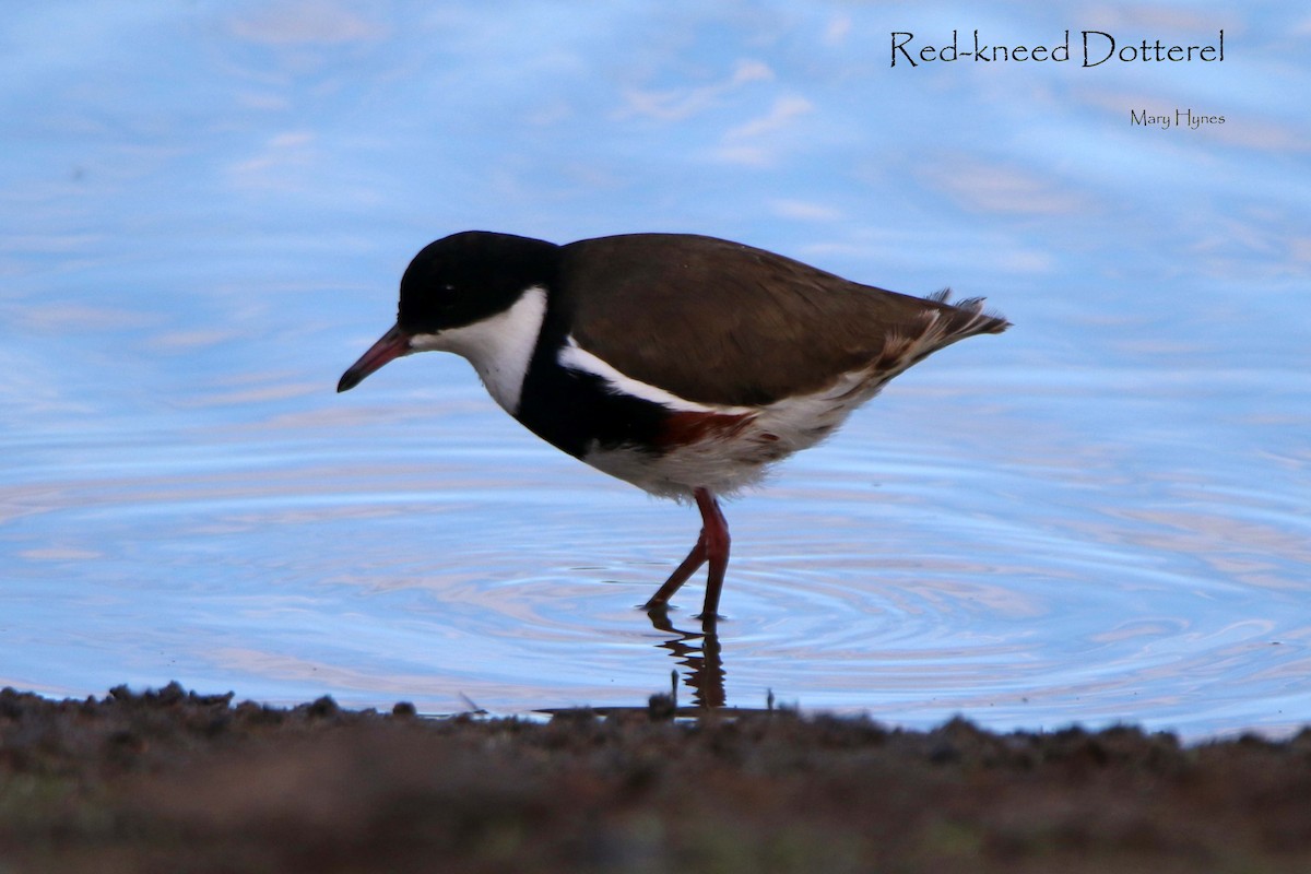 Red-kneed Dotterel - Mary Hynes