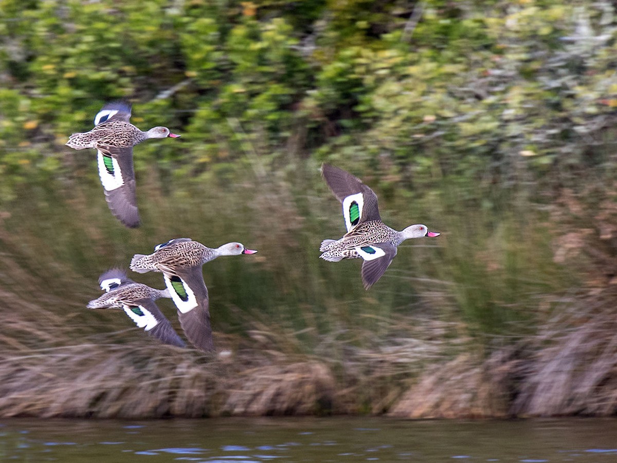 Cape Teal - Bruce Ward-Smith