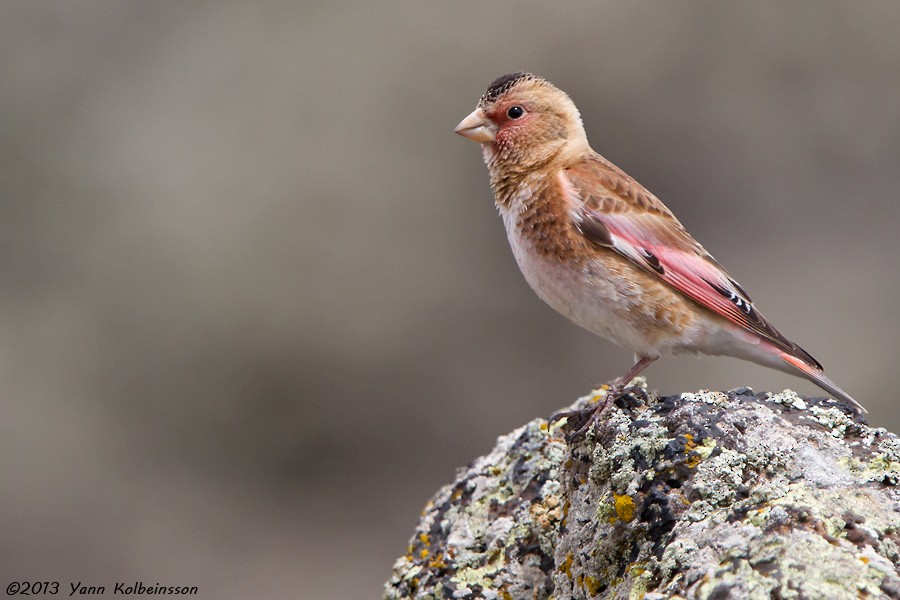 Crimson-winged Finch - Yann Kolbeinsson
