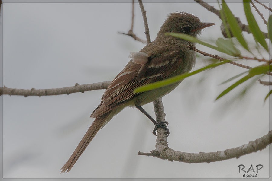 Large Elaenia - Ricardo A.  Palonsky