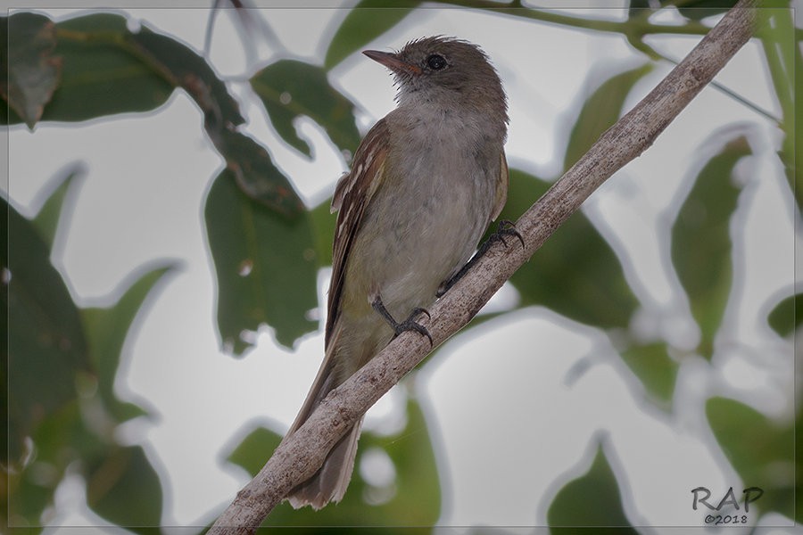 Large Elaenia - Ricardo A.  Palonsky