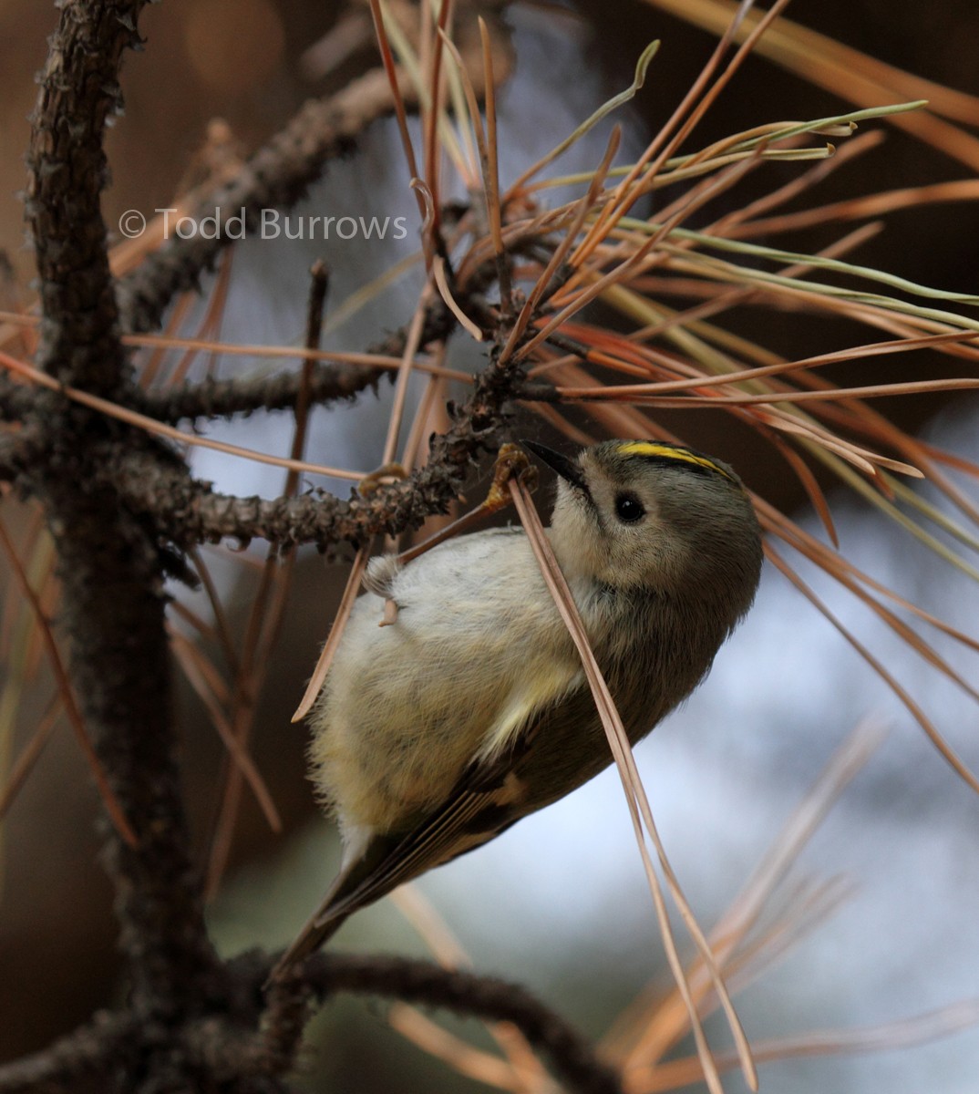 Goldcrest - Todd Burrows