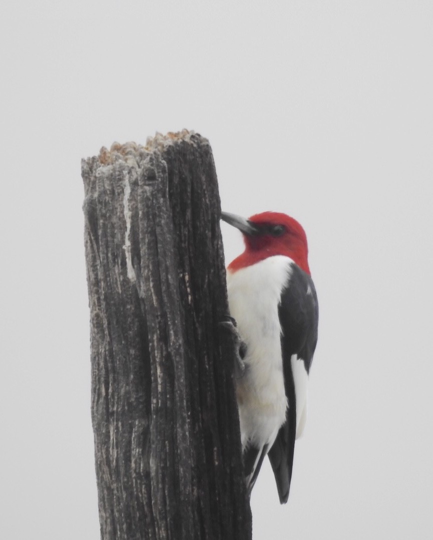 Red-headed Woodpecker - ML101291551
