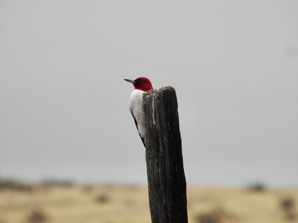 Red-headed Woodpecker - ML101291561