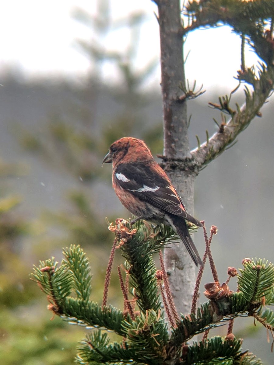 White-winged Crossbill - ML101293171