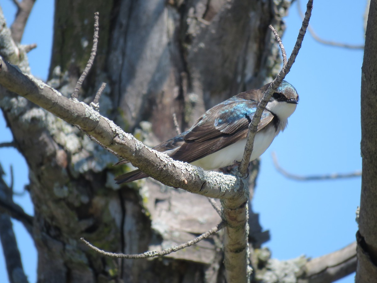 Tree Swallow - ML101294501