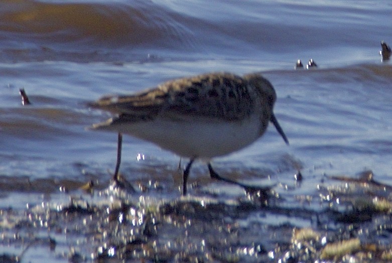 Baird's Sandpiper - ML101295481