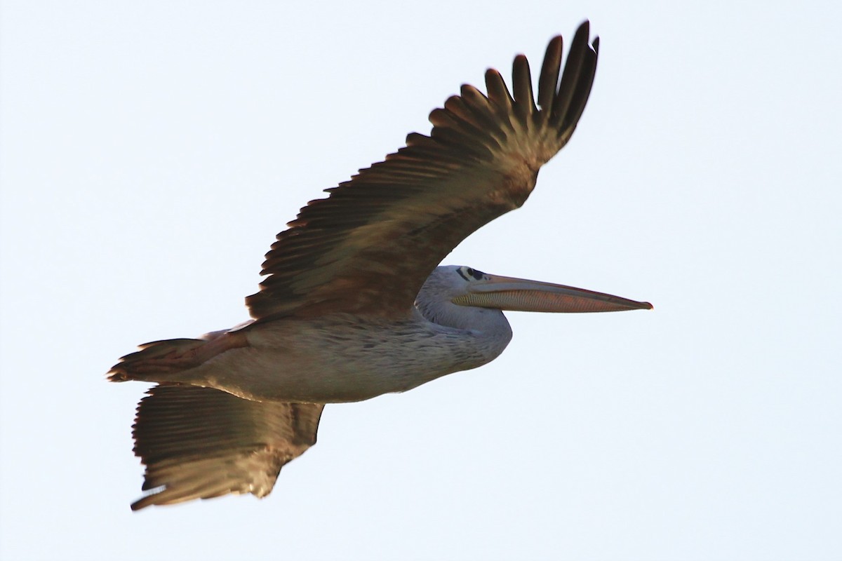 Pink-backed Pelican - ML101295691