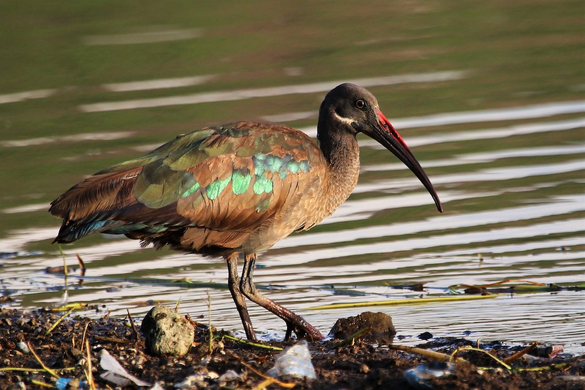 ibis hagedaš - ML101295771