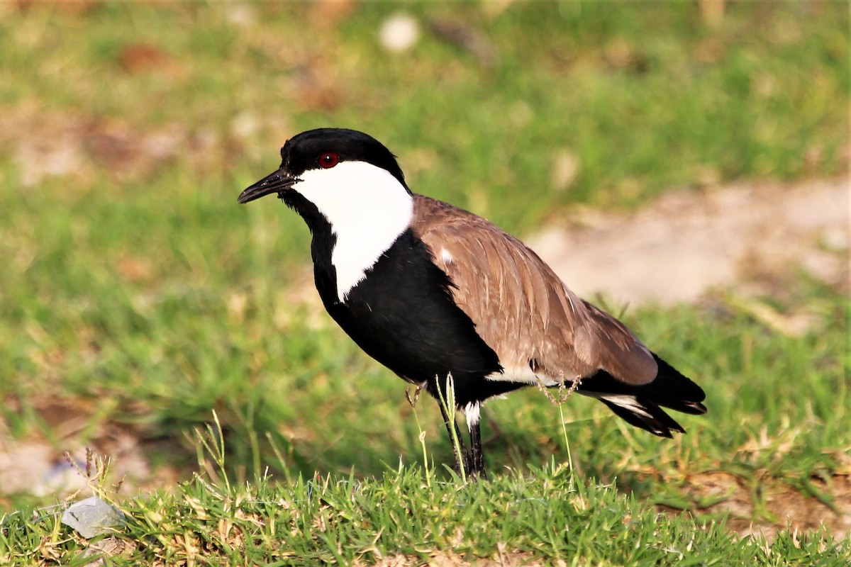 Spur-winged Lapwing - ML101295791