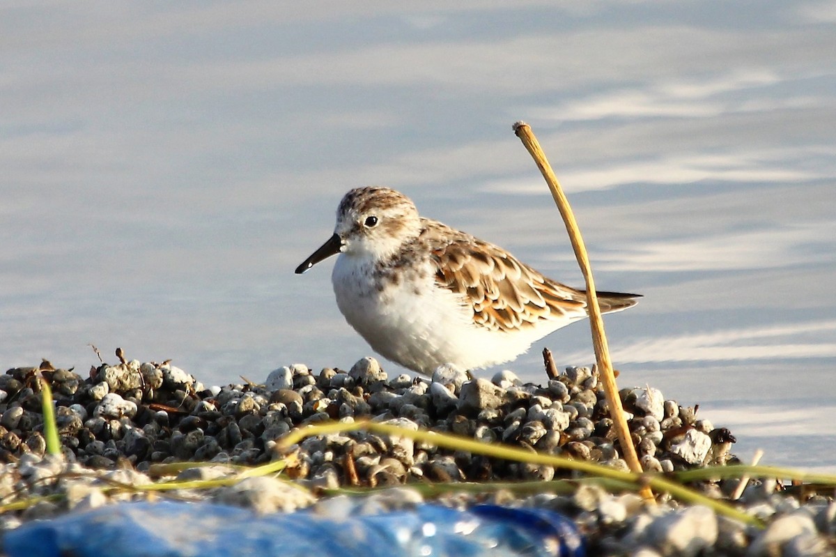 Little Stint - ML101295861