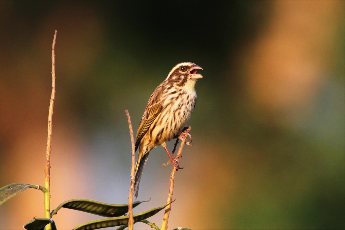 Streaky Seedeater - ML101296051