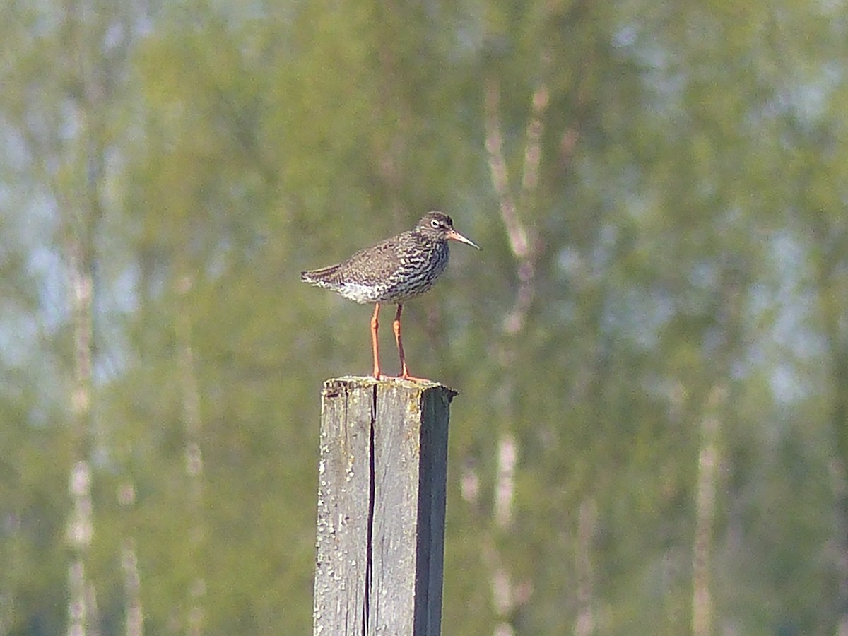 Common Redshank - ML101296431