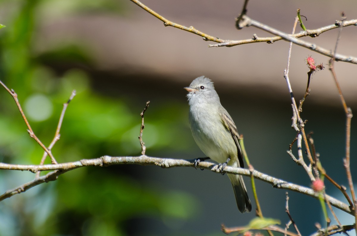 Southern Beardless-Tyrannulet - ML101297191