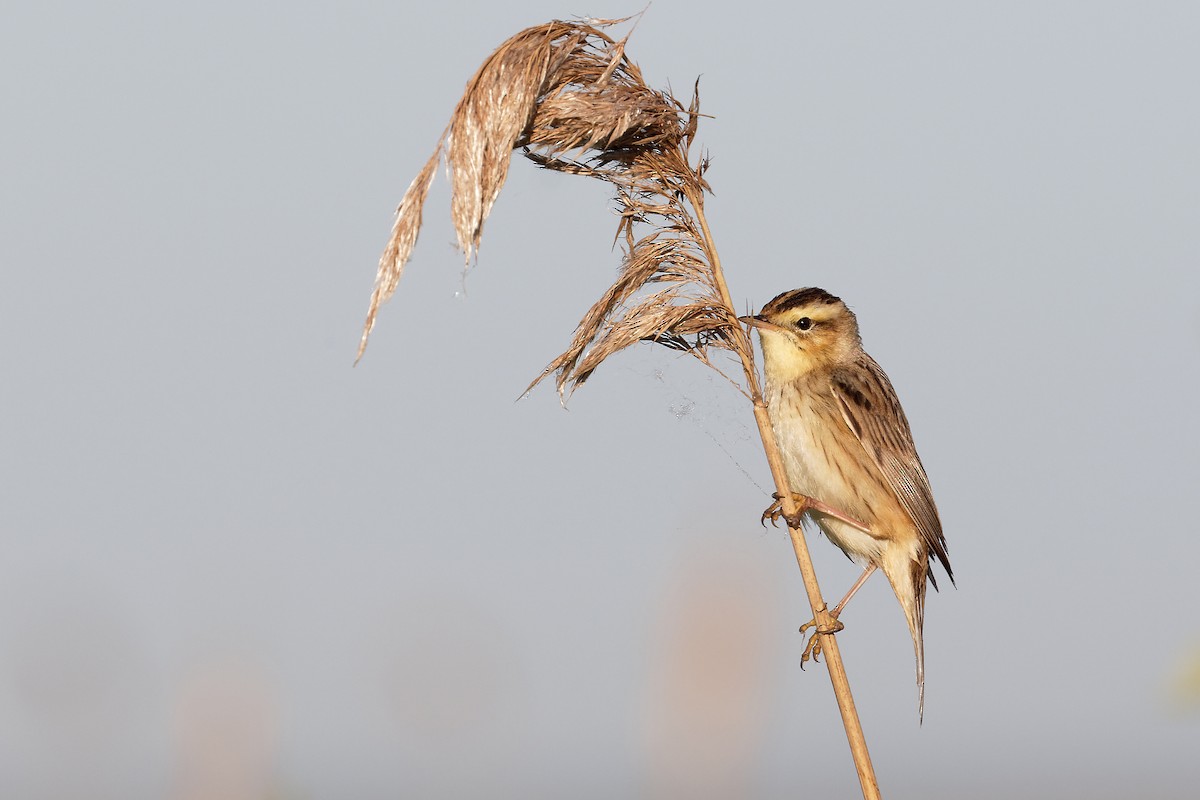 Aquatic Warbler - David Wright