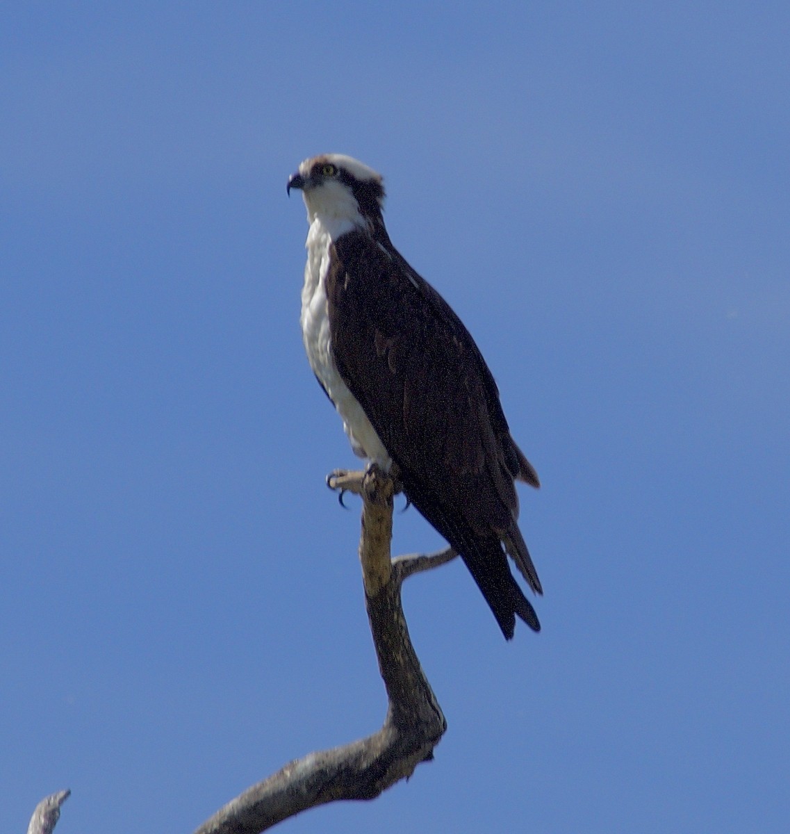 Osprey - ML101299151