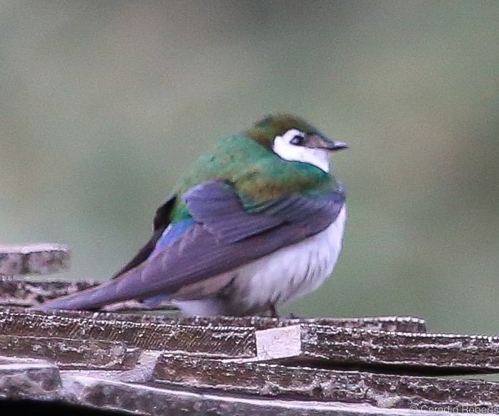 Violet-green Swallow - Ceredig  Roberts